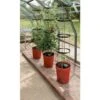 Tomatentoren Met Bewateringssysteem - 150 Cm -Gardena Winkel 1519073837 1 600