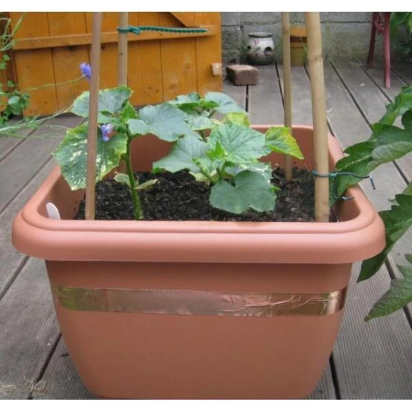 Anti-slakken Kopertape 4 M 5 Anti-slakken Kopertape 4 M - Afbeelding 3