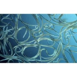 Aquanemix 1.25 V - Doseersproeier Voor Aaltjes 7 Aquanemix 1.25 V - Doseersproeier Voor Aaltjes -Gardena Winkel auquanemix 125 v doseersproeier 1497858309 1 600