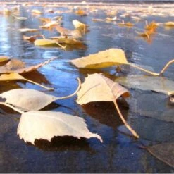 Fijnmazig Vijvernet 6 × 5 Meter 7 Fijnmazig Vijvernet 6 × 5 Meter -Gardena Winkel fijnmazig vijvernet 6 x 5 meter 1541778382 1 600