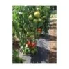Gronddoek Met Openingen Voor Tomaten - 60 Cm × 5 M -Gardena Winkel gronddoek tomaten 60 cm x 5 m 1513847223 1 600