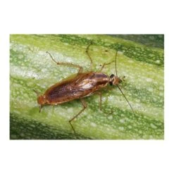 Kakkerlakkenval XL + Lokstof - Set Van 4 Stuks 7 Kakkerlakkenval XL + Lokstof - Set Van 4 Stuks -Gardena Winkel kakkerlakkenval xl lokstof 1499689639 3 600