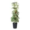 Tomatentoren 150 Cm Met Bewateringssysteem - Grijs -Gardena Winkel klimplantentoren met bewateringssysteem 1519073384 1 600