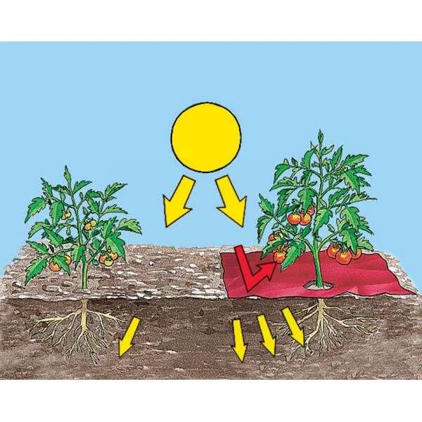 Rode Folie Voor Een Betere Plantengroei 4 Rode Folie Voor Een Betere Plantengroei - Afbeelding 2