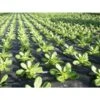Mulchvlies - Aardbeifolie 1,5 M × 5 M -Gardena Winkel mulchvlies 15 m x 5 m 1484065526 1 600