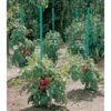 Plantensteun Voor Tomaten Met Waterreserve - 150 Cm 2 Plantensteun Voor Tomaten Met Waterreserve - 150 Cm -Gardena Winkel plantsteun voor tomaten met waterreserve 1m50 1602162237 1 600