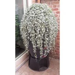 Regenton Antraciet - 360 Liter -Gardena Winkel regenton antraciet 360 liter 1566069314 1 600