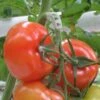 Tomaten Trossteun Wit - Set Van 100 Stuks 2 Tomaten Trossteun Wit - Set Van 100 Stuks -Gardena Winkel tomatentrossteunen 1484056718 1 600