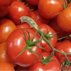 Tomaten Trossteun Wit - Set Van 100 Stuks -Gardena Winkel tomatentrossteunen 1536691845 1 600