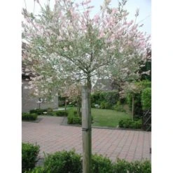 Tree-fix Boombinder 23 Cm - Set Van 20 Stuks 8 Tree-fix Boombinder 23 Cm - Set Van 20 Stuks -Gardena Winkel treefix boombinder 23 cm 1547127699 1 600