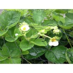 Tuinnet Kweektunnels - 2 × 10 M - Nylon Zwart