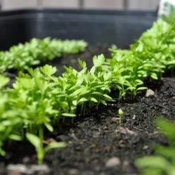 Zaaibak Zwart 57 × 42 × 8 Cm 11 Zaaibak Zwart 57 × 42 × 8 Cm -Gardena Winkel zwarte zaaibak 55 x 40 x 8 cm 1484055699 5 600